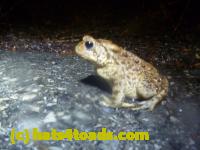 /home//u458753944/public_html/sourcegallery///Roxborough Toad Detour/2013-2019/2014/2014-04-07/P1140925.JPG
